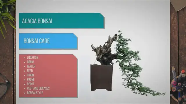 'Video thumbnail for Acacia bonsai care'