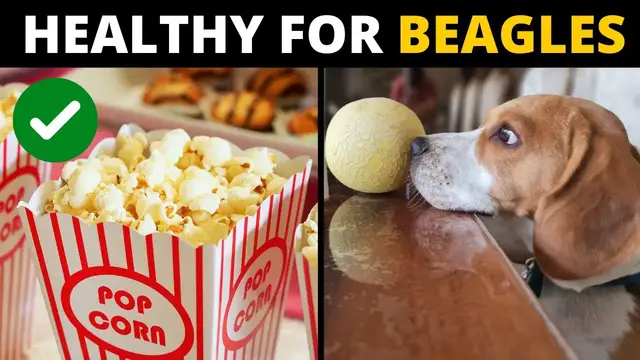 'Video thumbnail for 10 Human Foods that are Actually GOOD for Beagles'