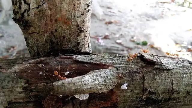 'Video thumbnail for I Found These Ants During My Vacation '