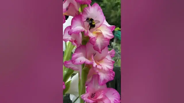 'Video thumbnail for Capturing Small Moments in the Garden | Fall Vibes & Pollinator Beauty'