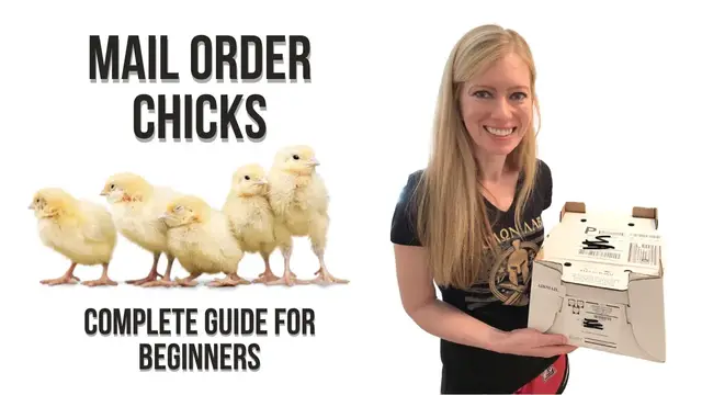 'Video thumbnail for BEGINNER'S GUIDE to Ordering Chicks Online & Receiving in Mail -My Experience with Mail Order Chicks'