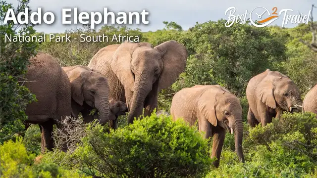 'Video thumbnail for Facts About the Malaria-Free Addo Elephant National Park in South Africa'