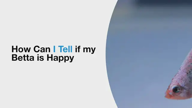 'Video thumbnail for How_can_I_tell_if_my_Betta_is_happy'