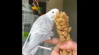 'Video thumbnail for budgie parakeet like to eat seed'