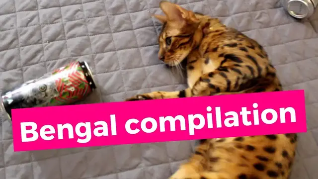 'Video thumbnail for Cute Bengal cats compilation'