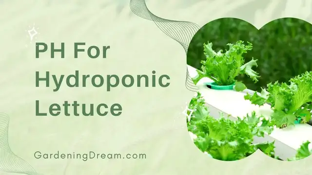 'Video thumbnail for PH For Hydroponic Lettuce'