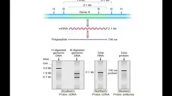 'Video thumbnail for Comparison of Southern, Northern, Western and Dot blot Techniques'