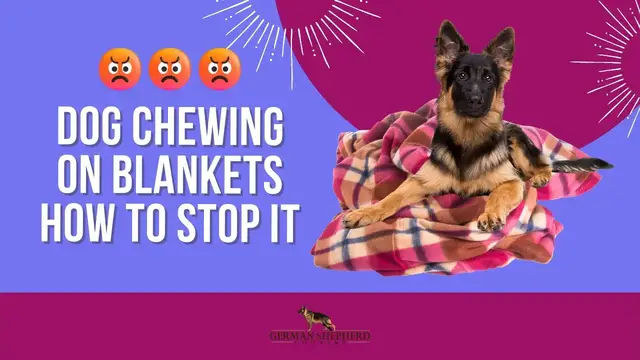 'Video thumbnail for Dog Chewing Blankets: How to Stop It'