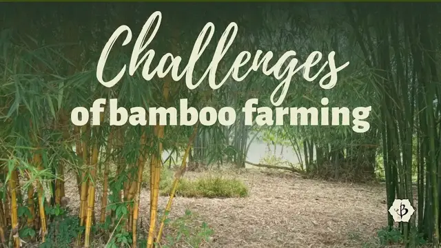 'Video thumbnail for Challenges of Bamboo Farming'