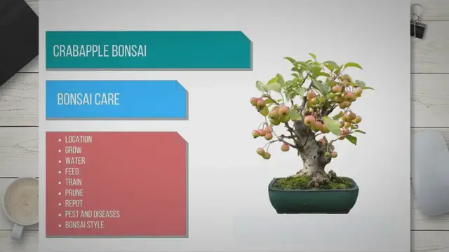 'Video thumbnail for Crab apple bonsai care'