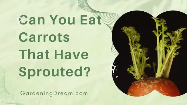 'Video thumbnail for Can You Eat Carrots That Have Sprouted'