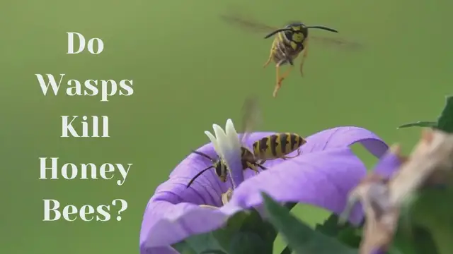 'Video thumbnail for Do Wasps Kill Honey Bees?'