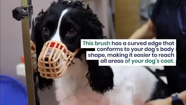 'Video thumbnail for Top 10 Best Dog Deshedding Brushes for Effective Grooming Say Goodbye to Shedding Fur'
