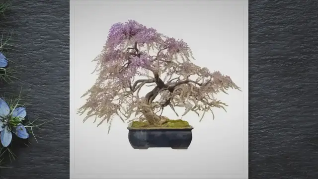 'Video thumbnail for Wisteria bonsai care'