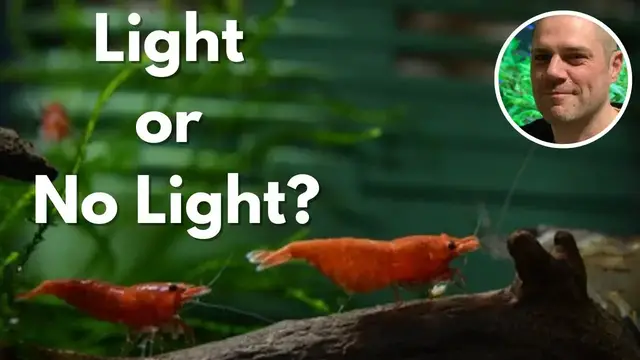 'Video thumbnail for Do Red Cherry Shrimp Need A Light? CAN THEY LIVE WITHOUT AN AQUARIUM LIGHT?'