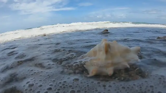 'Video thumbnail for Relaxing ASMR - Sea Shell and Ocean Waves '