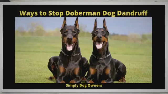 'Video thumbnail for 14 Ways to stop Doberman Dandruff'