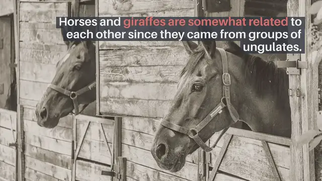 'Video thumbnail for Are Horses & Giraffe Related'