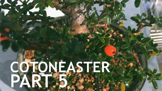 'Video thumbnail for Cotoneaster Bonsai, 5'