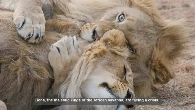 'Video thumbnail for 10 Effective Ways to Help Save Lions from Extinction'
