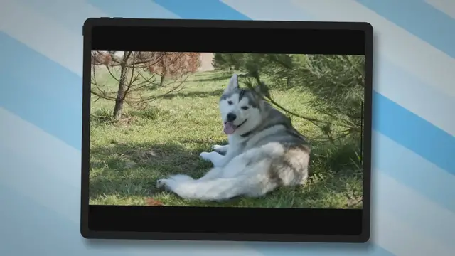 'Video thumbnail for Unraveling the Mystery: Why Do Dogs Howl at Night?'