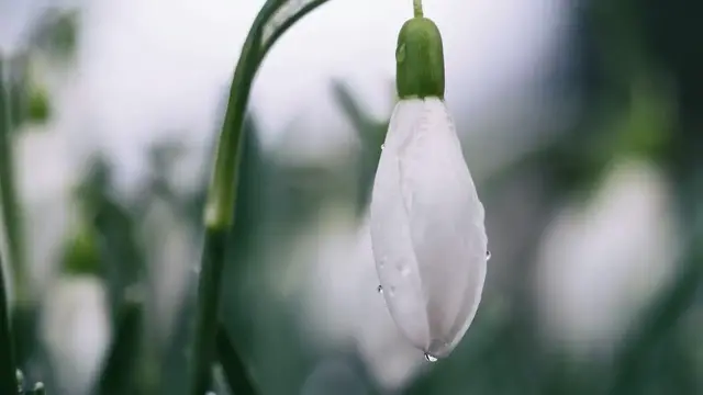 'Video thumbnail for Spring Flowers: A Guide to Colorful Garden Blooms'