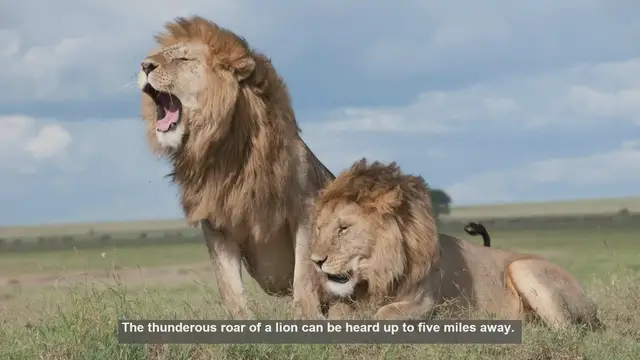 'Video thumbnail for 10 Ways Lions Communicate: From Roars to Tail Twitches'