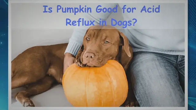 'Video thumbnail for Is Pumpkin Good for Acid Reflux in Dogs?'