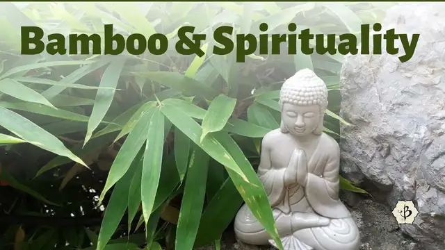 'Video thumbnail for Bamboo and Spirituality'