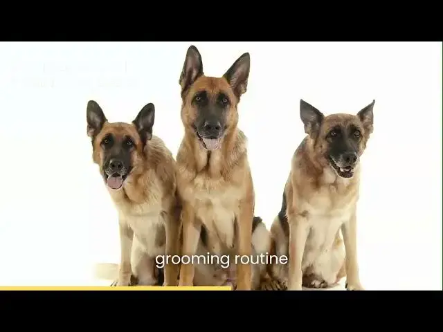 'Video thumbnail for how to brush your german shepherd'