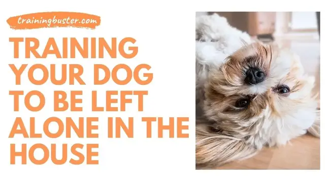 'Video thumbnail for Training Your Dog To Be Left Alone In The House'
