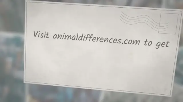 'Video thumbnail for Difference Between Ape and Monkey'