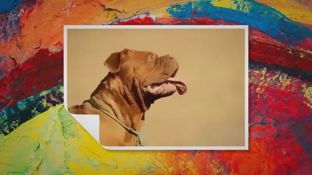 'Video thumbnail for French Mastiff Dog Price In India In 2022 – Temperament, Vet And More'