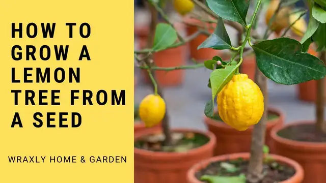 'Video thumbnail for How to Grow a Lemon Tree from a Seed'