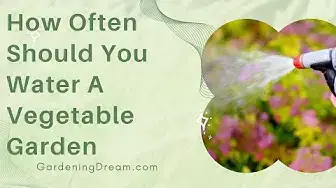 'Video thumbnail for How Often Should You Water A Vegetable Garden'