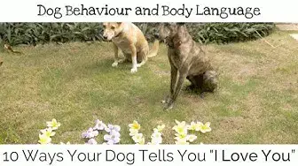'Video thumbnail for 10 Ways Your Dog Tells You I Love You'