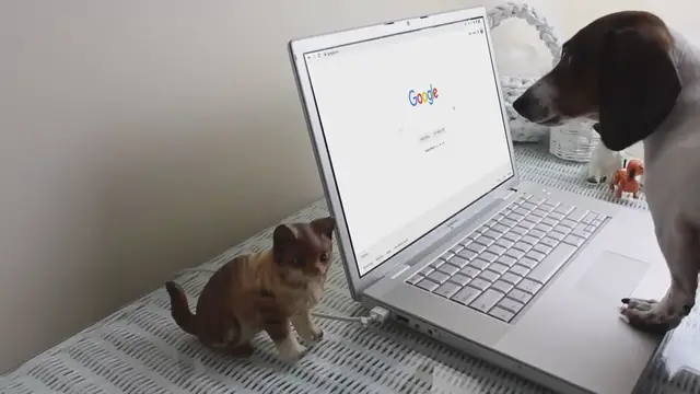 'Video thumbnail for Easy Spaniel Training'