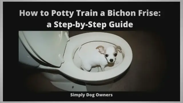 'Video thumbnail for How to Potty Train a Bichon Frise: a Step-by-Step Guide'