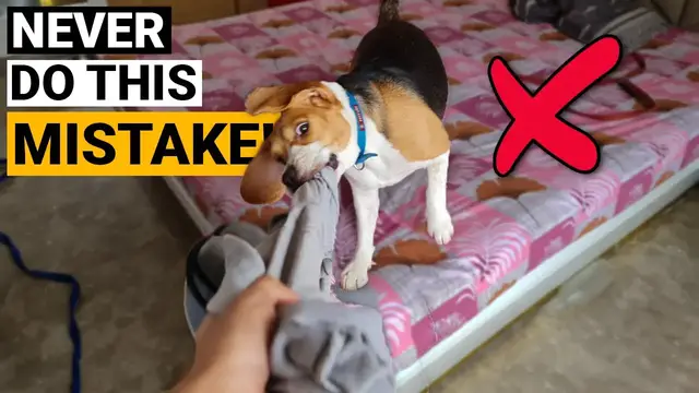 'Video thumbnail for WORST Mistakes I Made Raising my First Beagle'