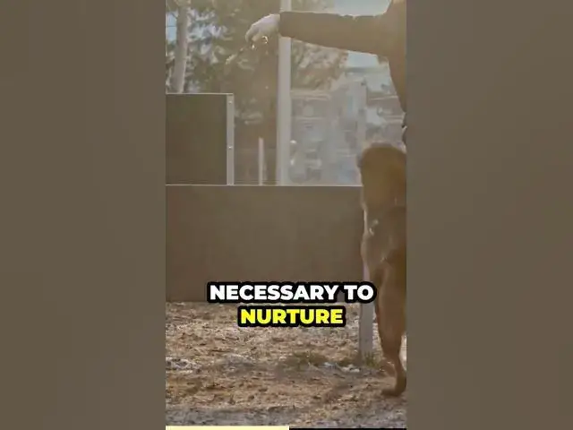 'Video thumbnail for If you’re considering getting a German Shepherd'