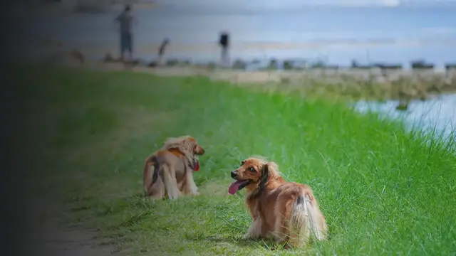 'Video thumbnail for Dachshund Dogs'