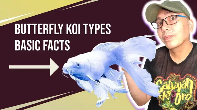'Video thumbnail for Butterfly Koi Types Basic Facts You Need To Know'