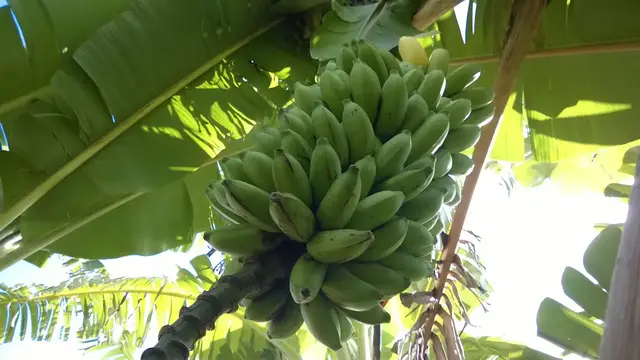 'Video thumbnail for How To Grow Bananas In A Syntropic Garden'