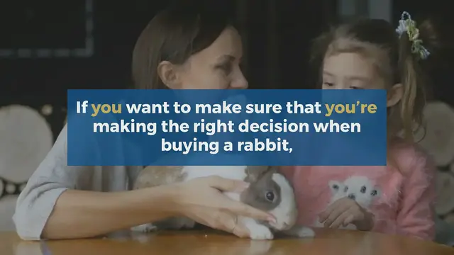 'Video thumbnail for What Are The Different Types of Rabbits?'