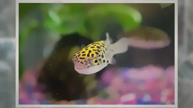 'Video thumbnail for pea puffer tank mates'