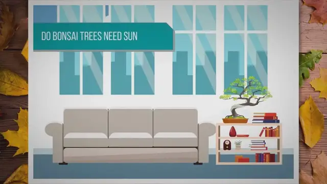 'Video thumbnail for Do bonsai trees need sun'