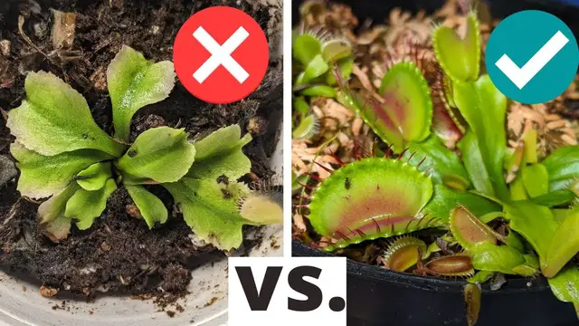 'Video thumbnail for Top 5 Beginner Mistakes When Growing Venus Flytraps (PLUS care tips and solutions 馃挕)'