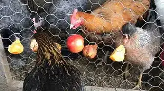 'Video thumbnail for Chickens Eating Healthy Treats'