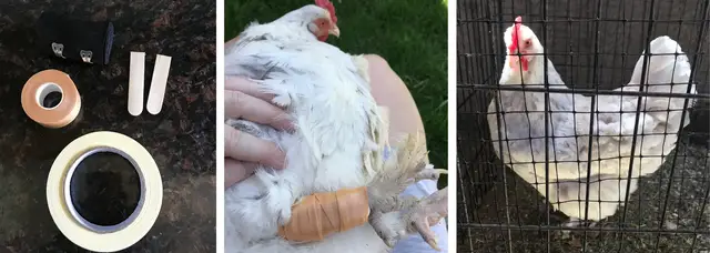 'Video thumbnail for How to Fix a Broken Leg on a Chicken with $4'