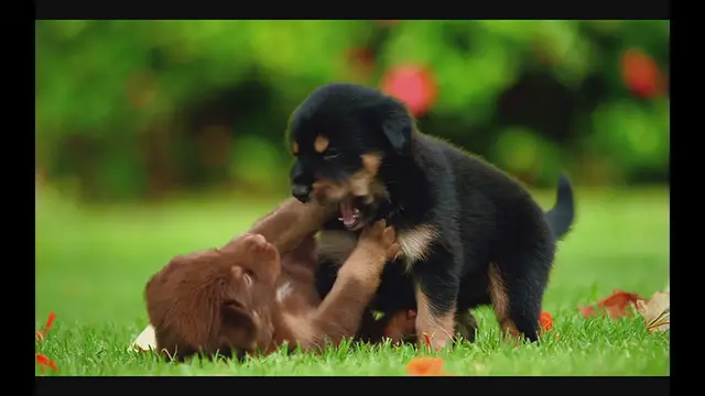 'Video thumbnail for Why Does Your Puppy’s Breath Smell So Bad?'